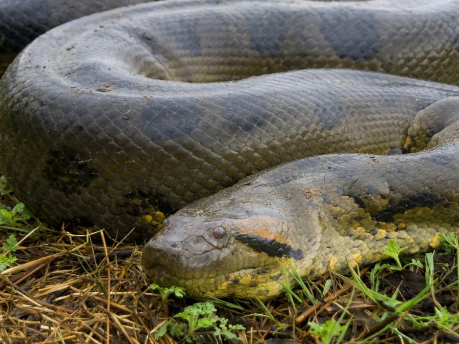 Зеленая Анаконда (eunectes murinus)