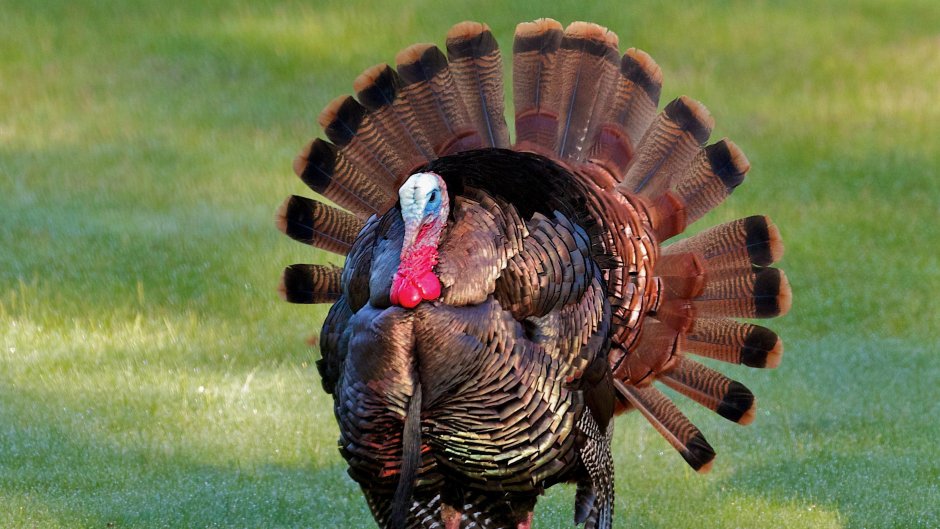 A Full grown Turkey has about how many Feathers?