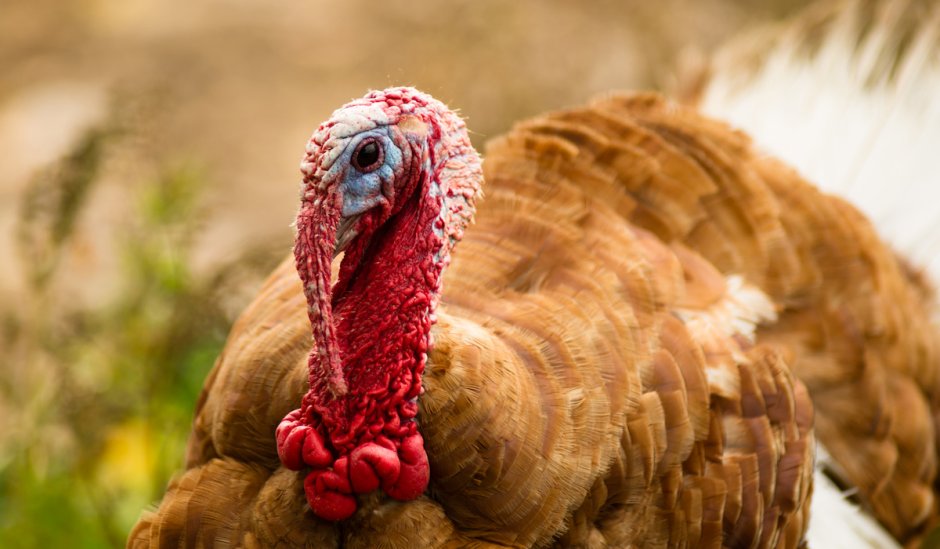 Turkey Hunting White