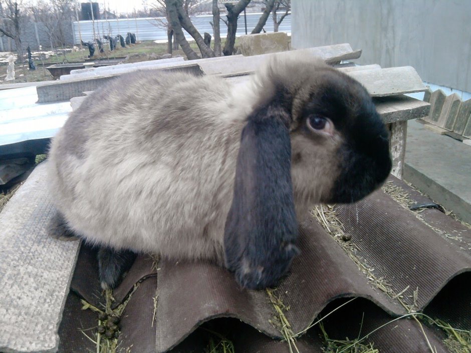 Кролик французский баран окрас сиамский