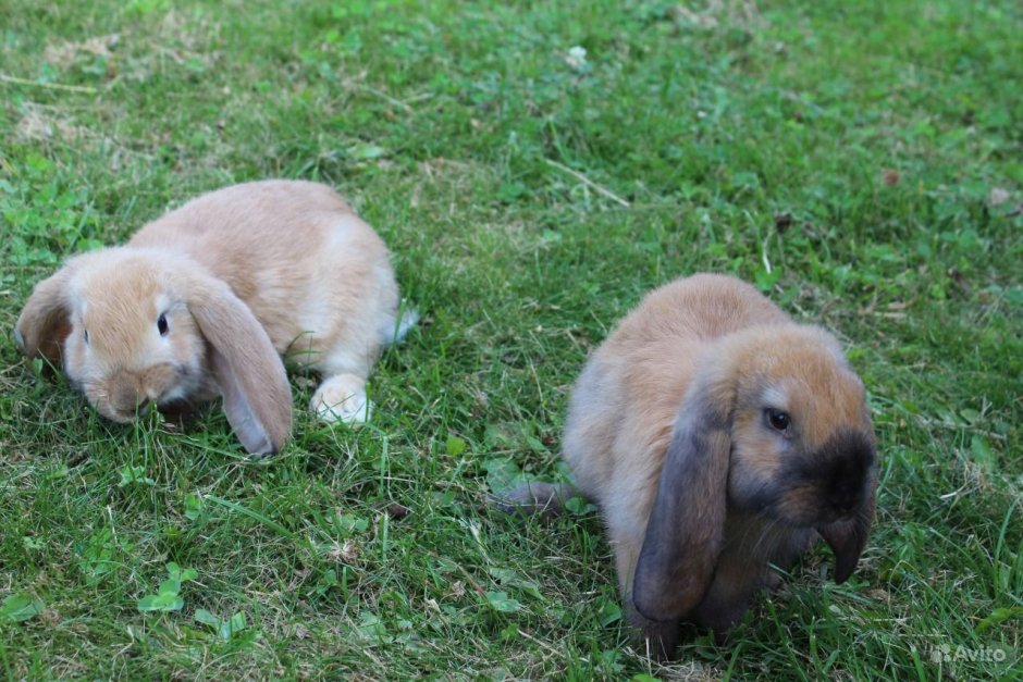 American Fuzzy lop кролик