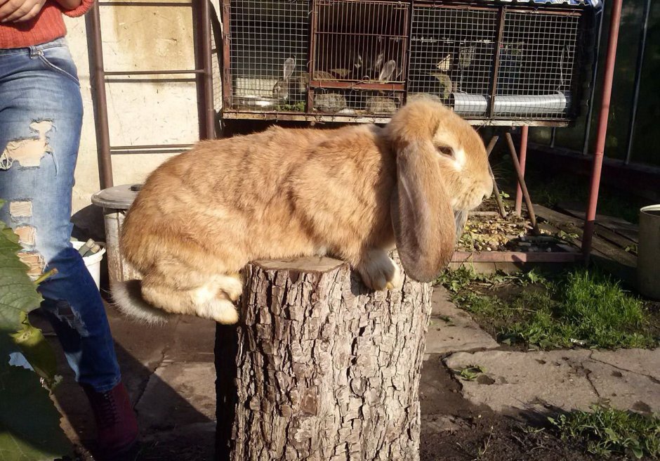 Кролик великан вислоухий