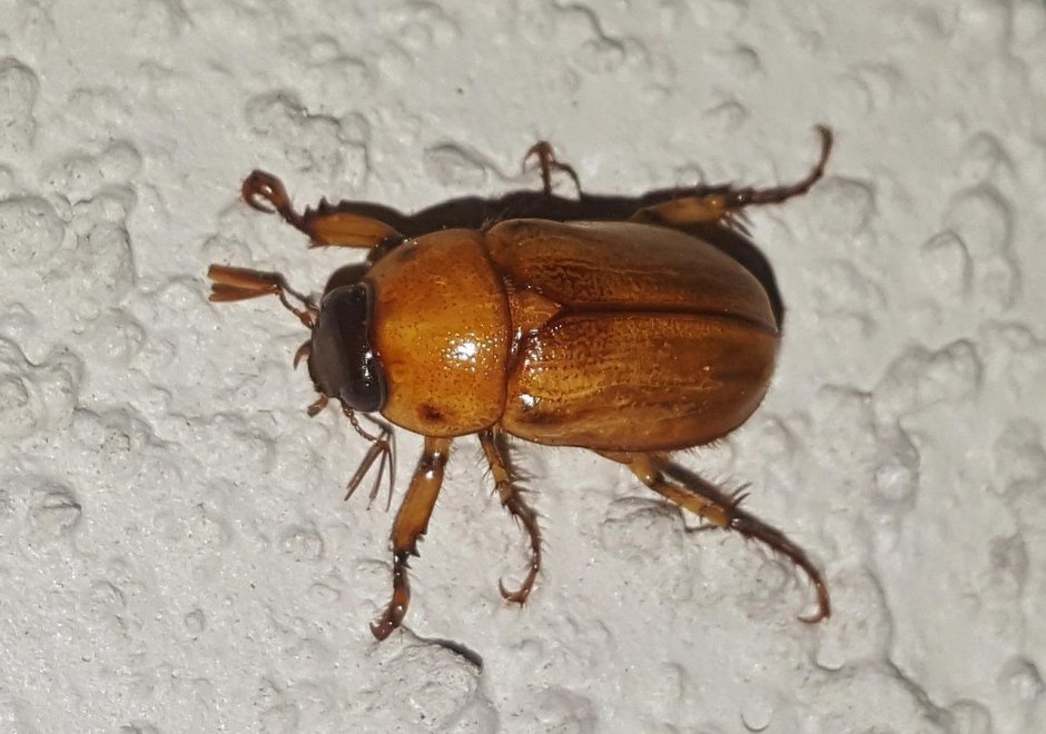 Tenebrio Molitor мучной хрущак