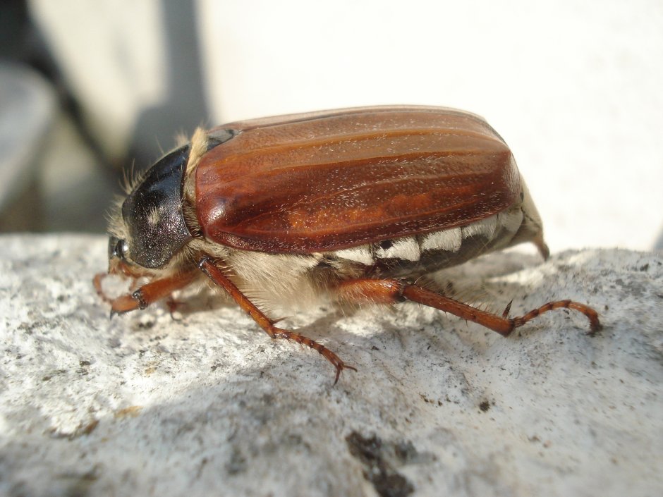 Prionus coriarius Жук