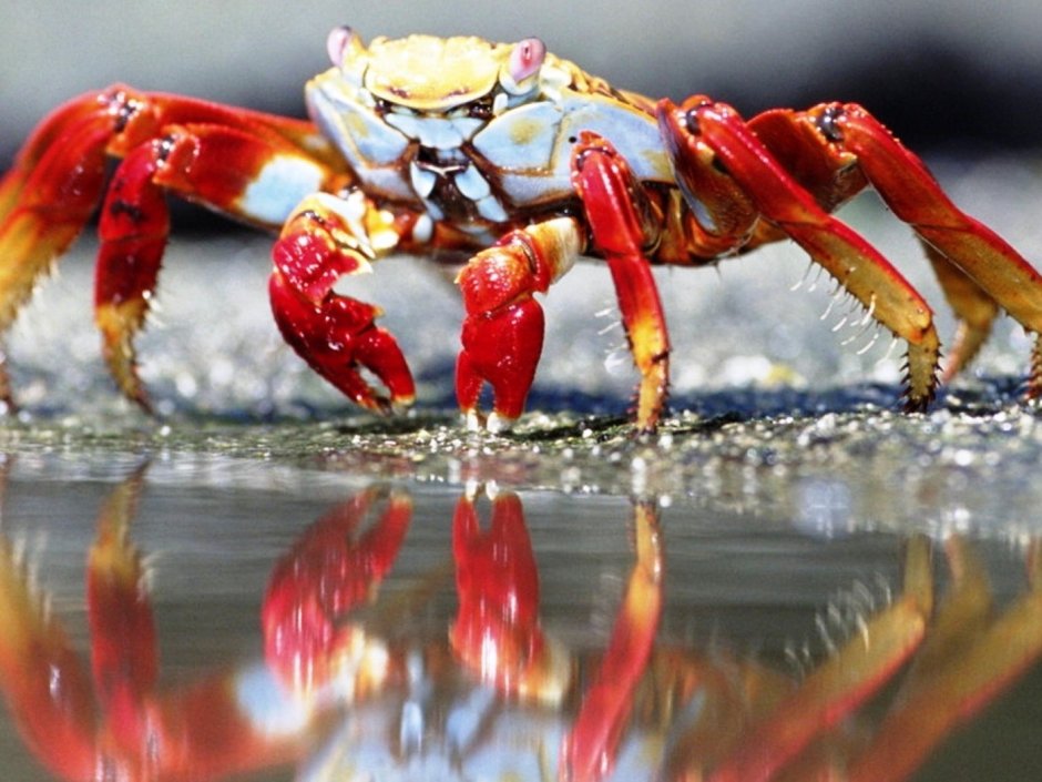 Морда краба