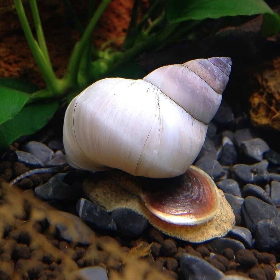 Filopaludina SP.