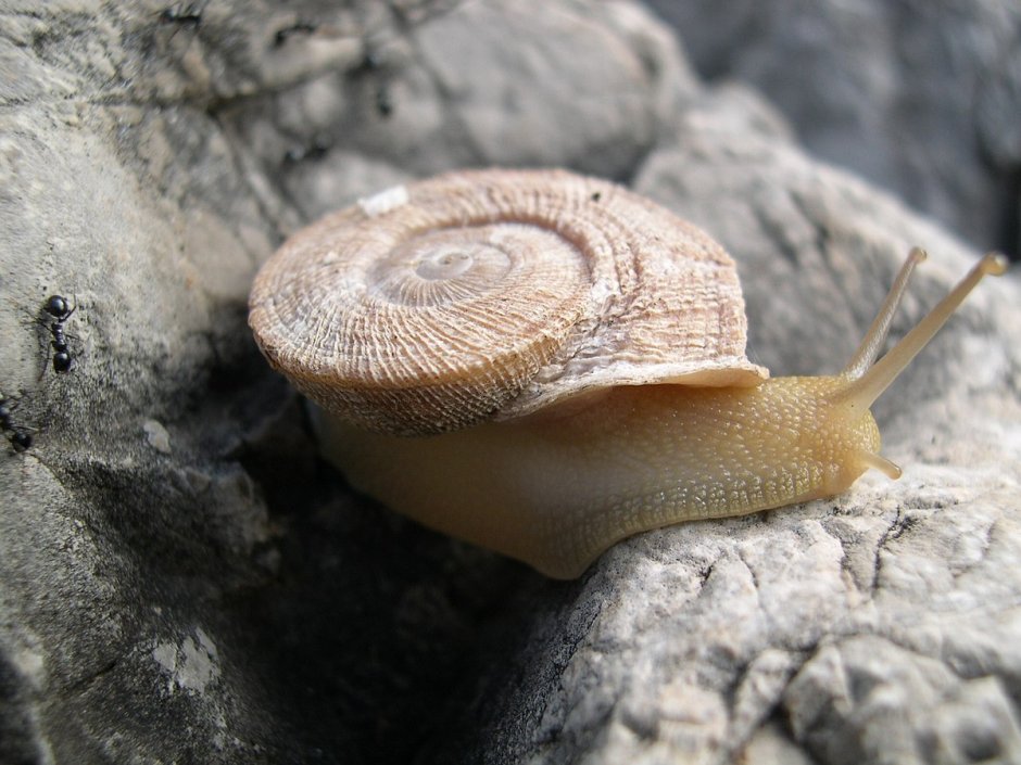 Улитка Priotrohatella stellata