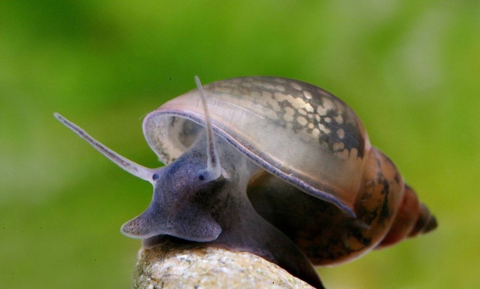 Обыкновенный прудовик (Lymnaea stagnalis)