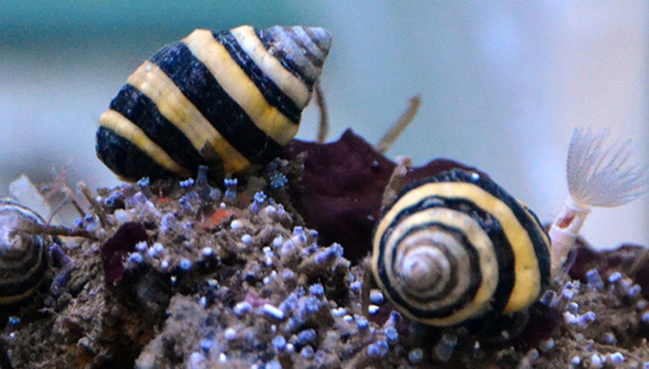 Engina mendicaria
