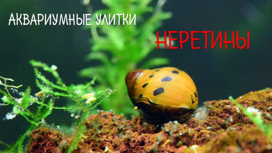 Улитка водорослеед альбинос