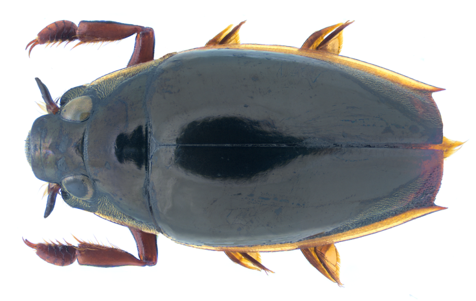 Orectochilus orbisonorum