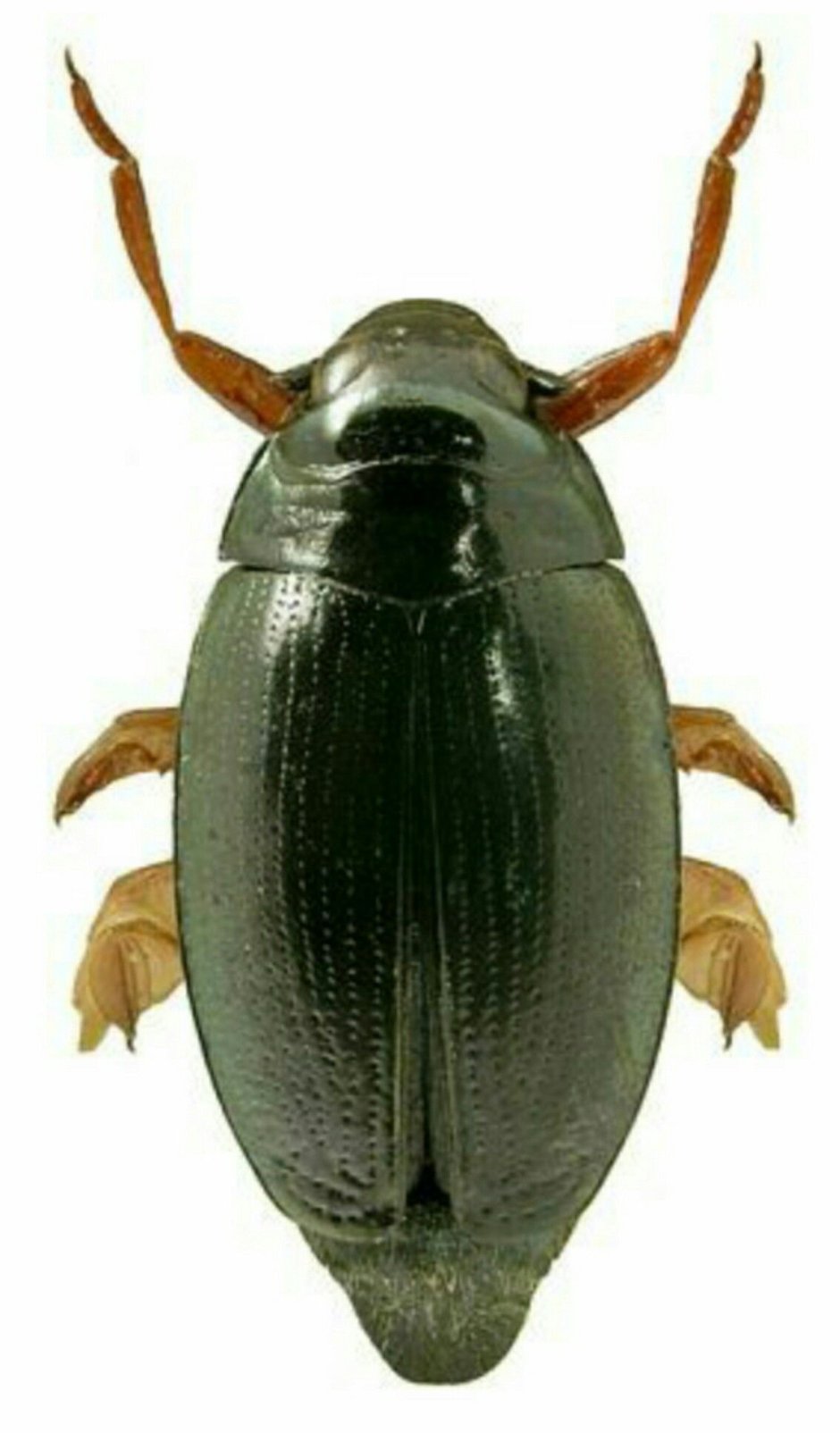 Gyrinus Marinus