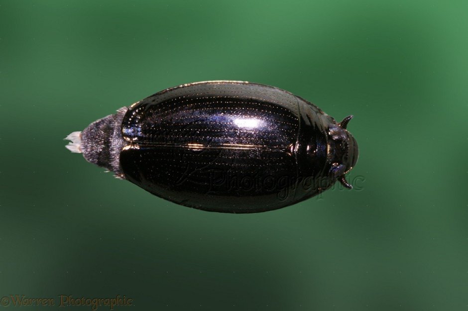 Жук-вертячка (семейство Gyrinidae)