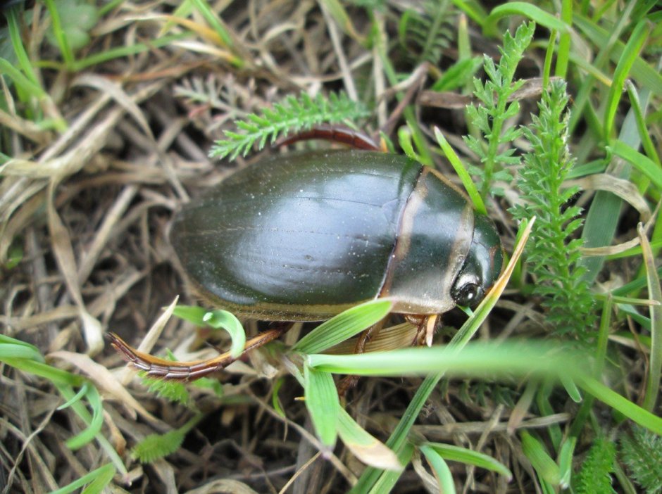 Жук-плавунец Dytiscus marginalis