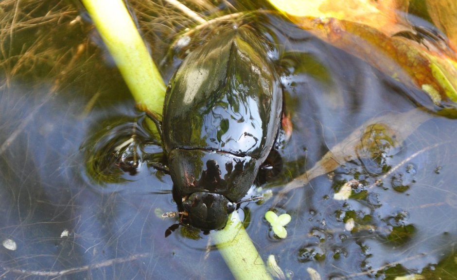 Жук водолюб большой
