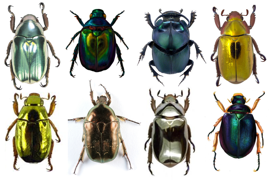 Chrysina скарабей