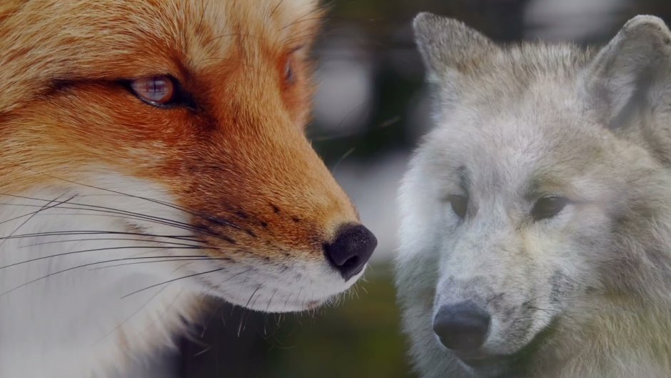 Лиса молится