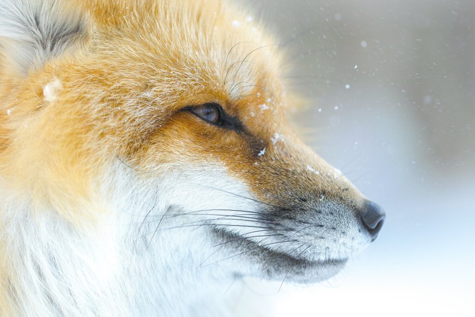 Лиса крупным планом