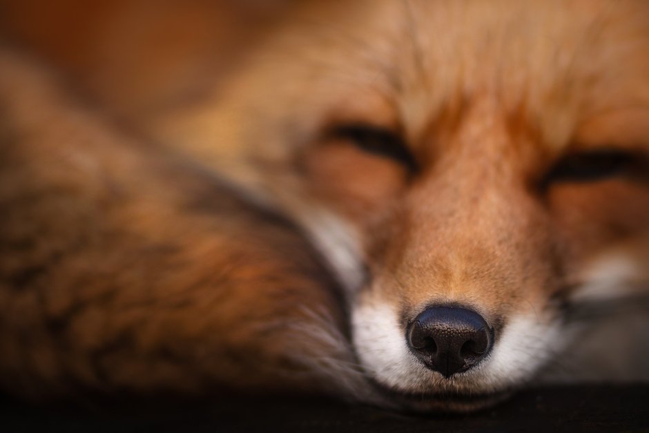 Носик лисы