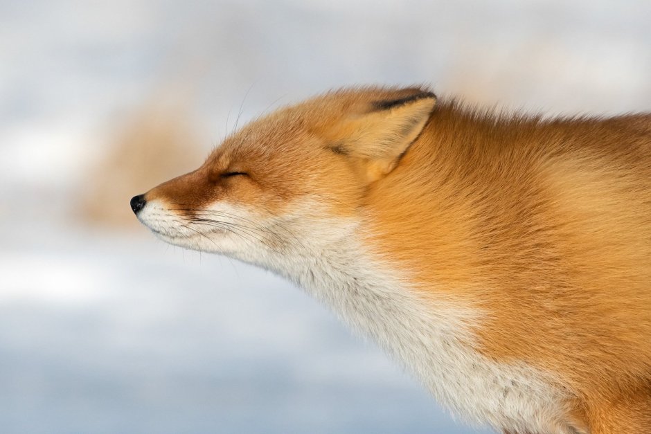 Лиса с боку