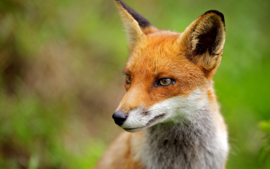 Обои на рабочий стол лиса