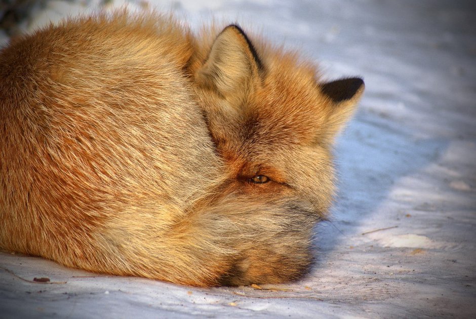 Лиса укрылась хвостом