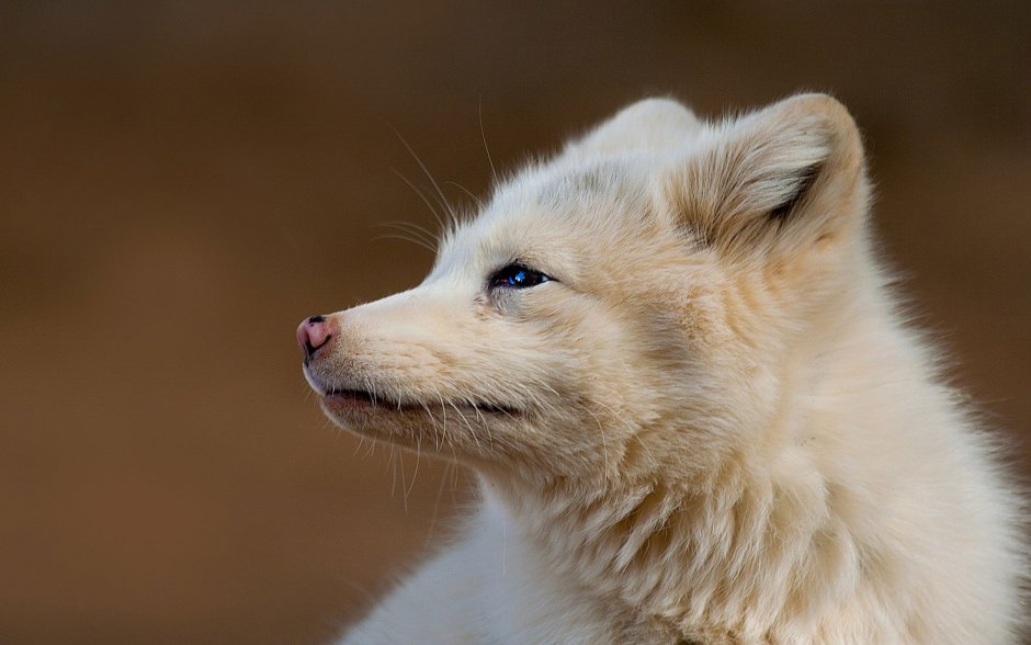 Песец меланист