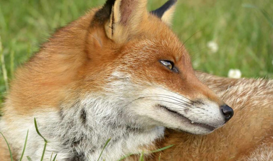 Лисьи глазки