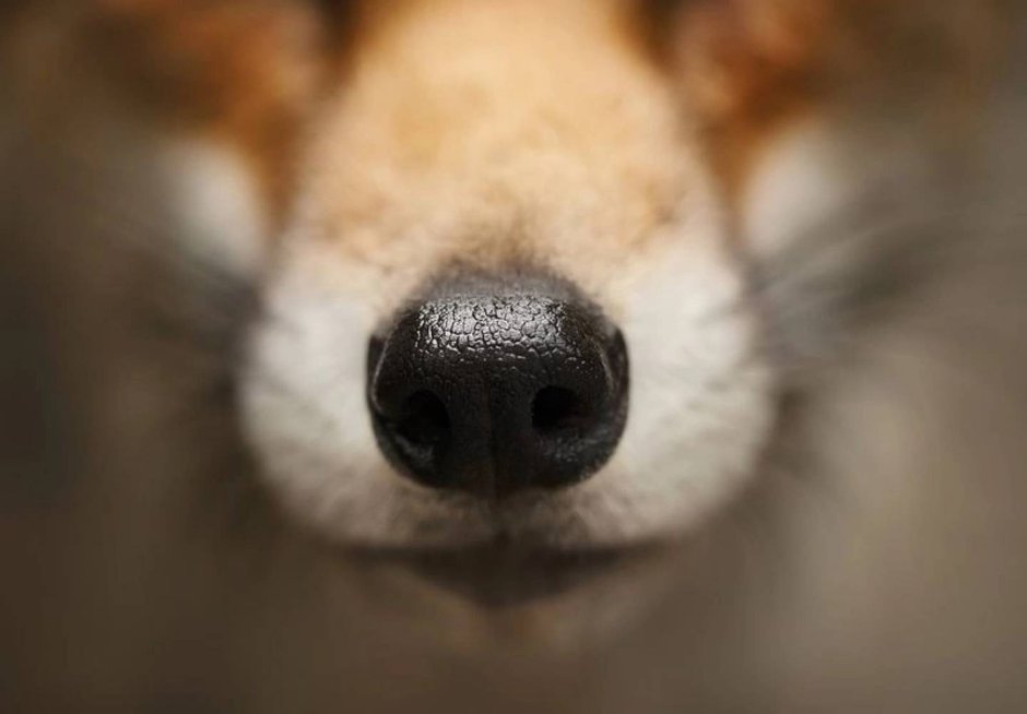 Нос лисички