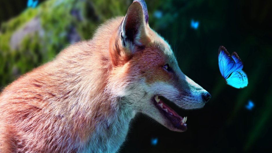 Голубоглазые лисы