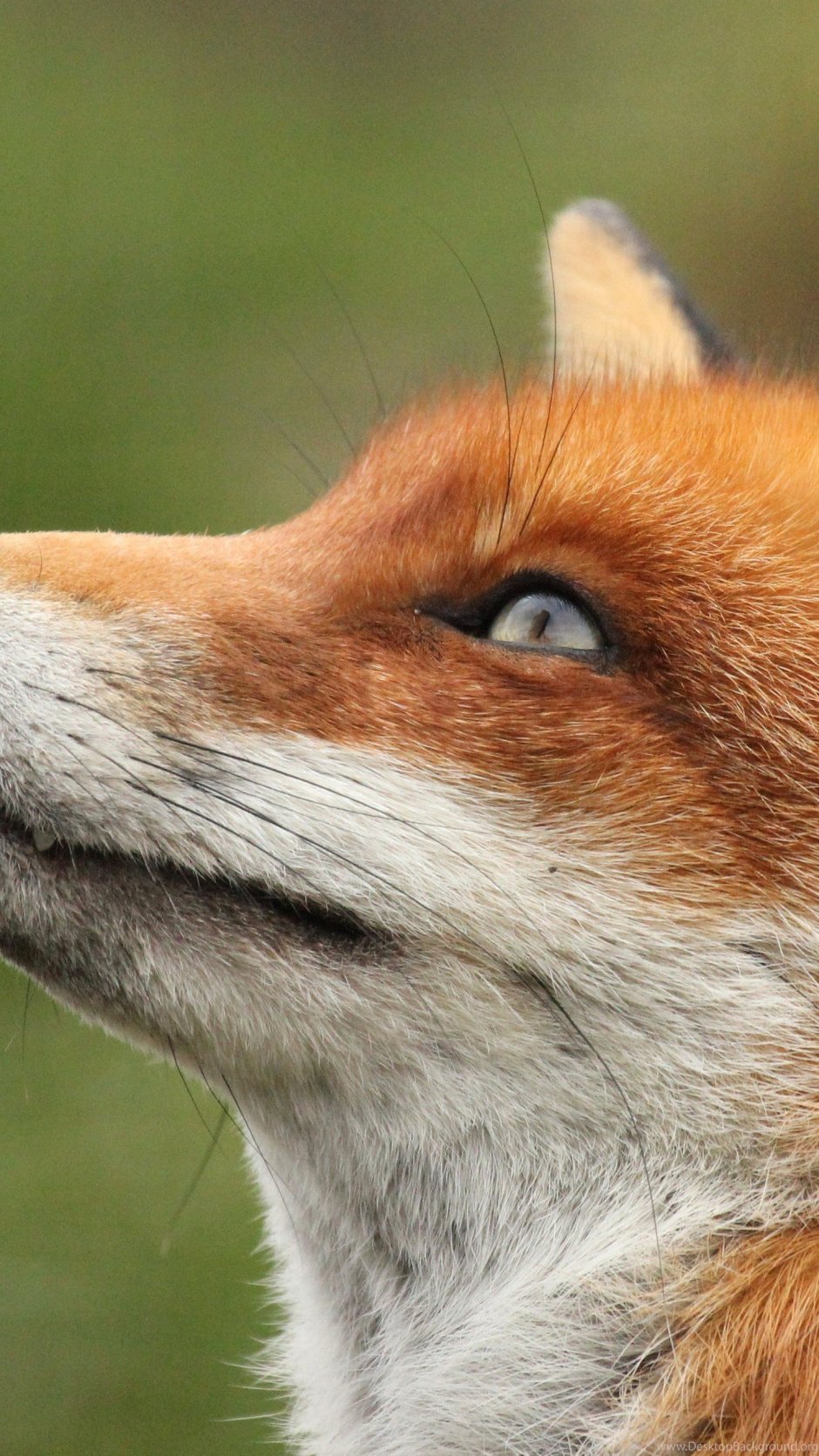 Лисий нос лиса