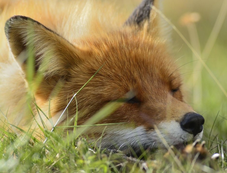 Зеленая лиса