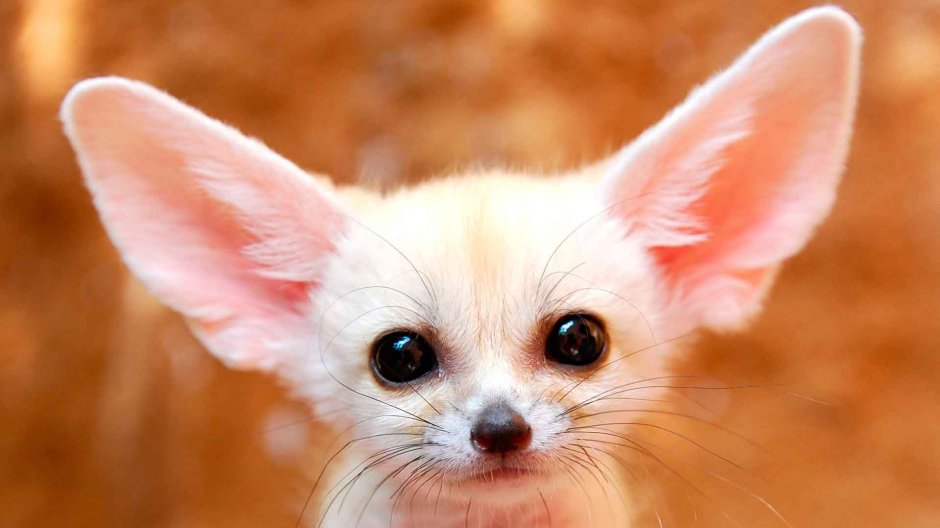 Ушастая лиса фенек