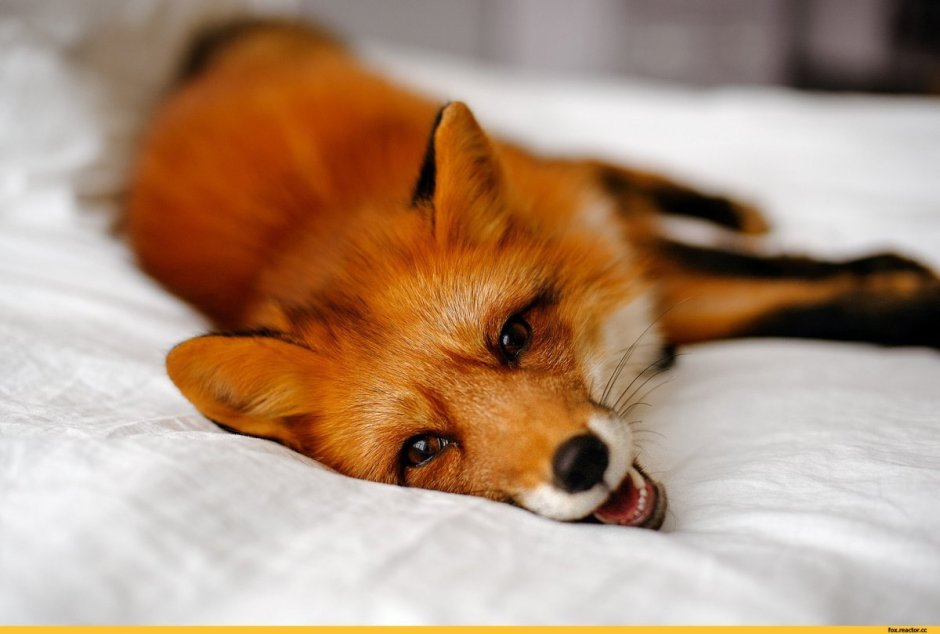 Самая красивая лиса