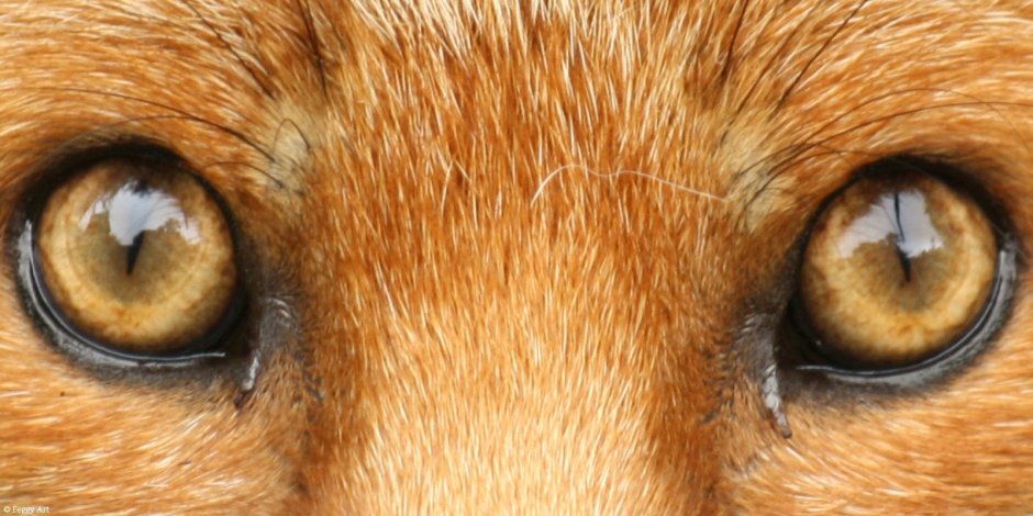 Лисий зрачок