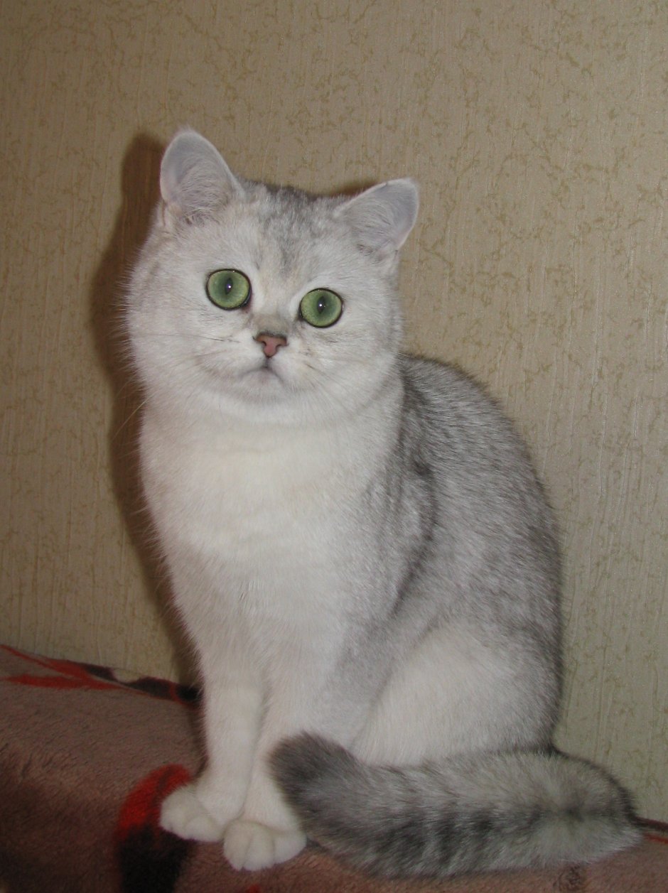 Шотландская шиншилла мраморная