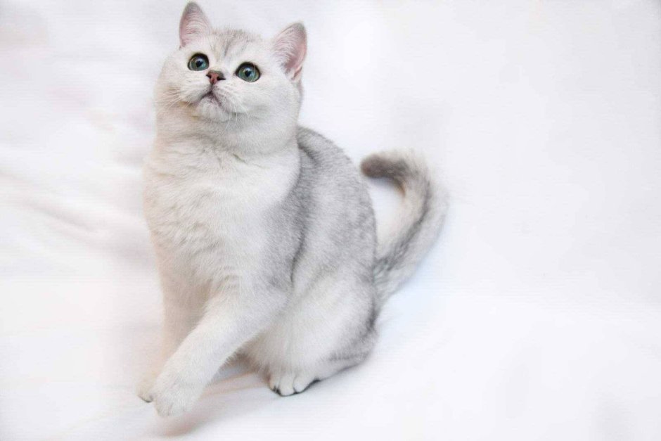 Бурмилла шиншилла