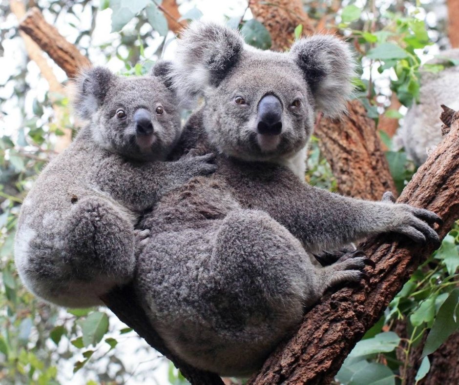 Коалы с малышом