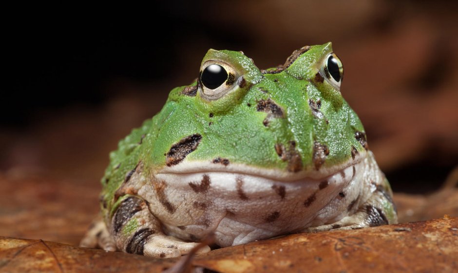 Ceratophrys Ornata (South American Horned Frogs) сколько стоит