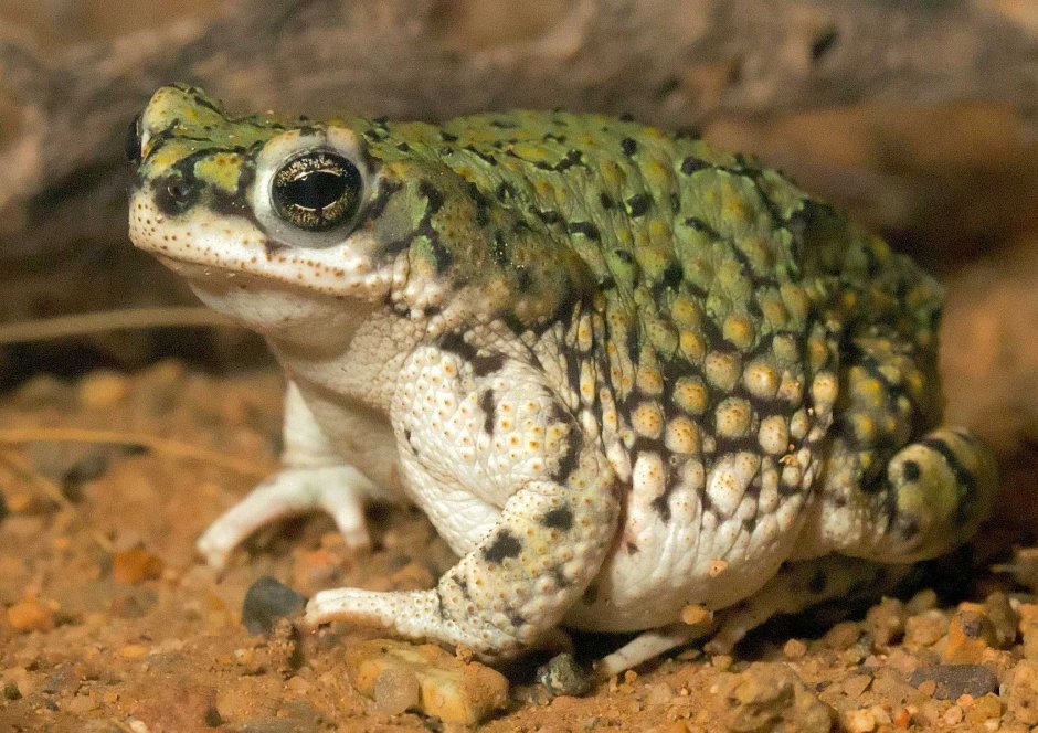 Амфибии toad