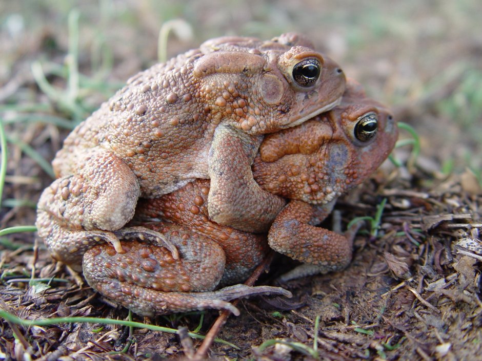 Anaxyrus americanus