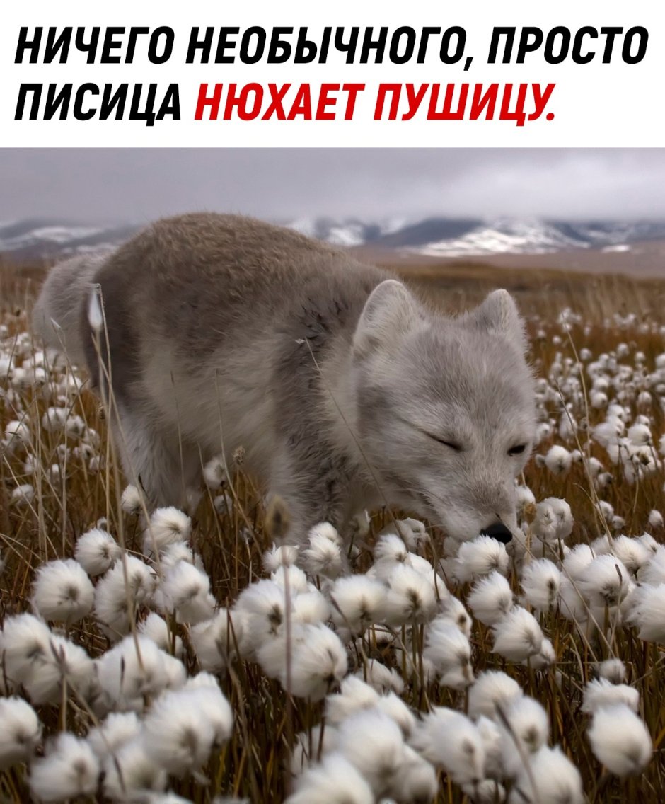Писец смешные картинки