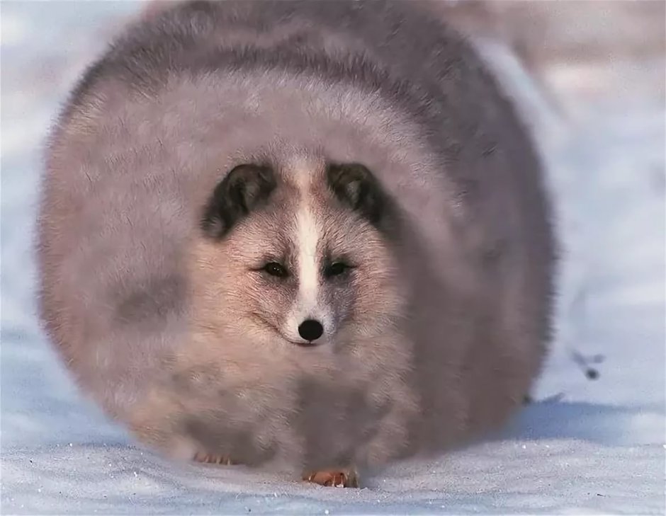Песец смешной