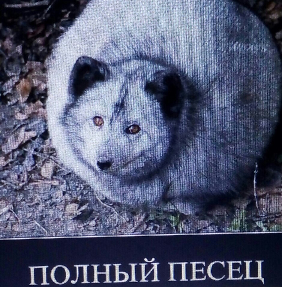 Писец смешной