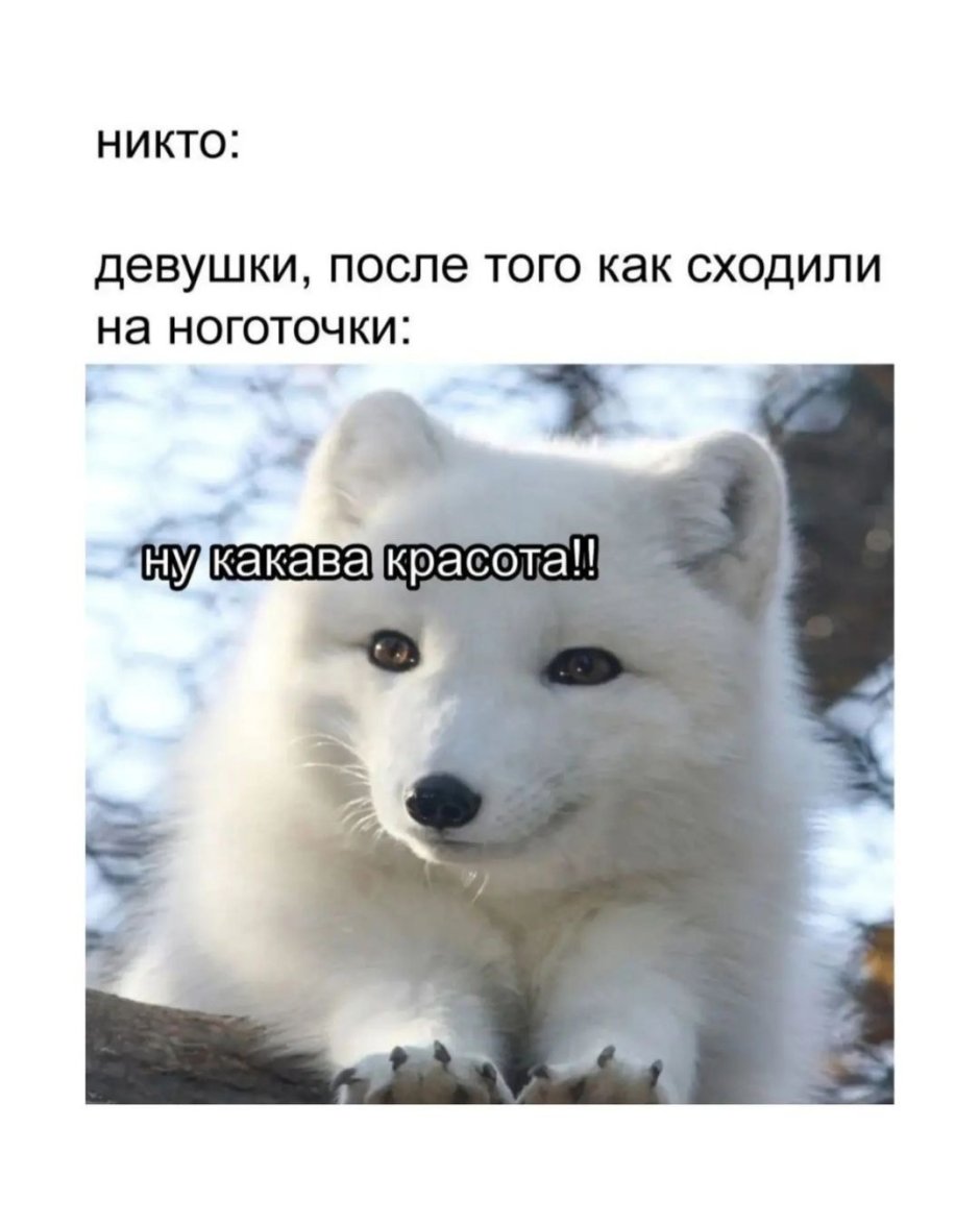 Песец животное