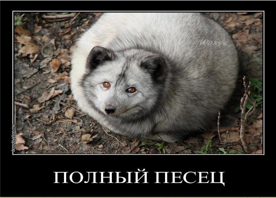 Песец смешной