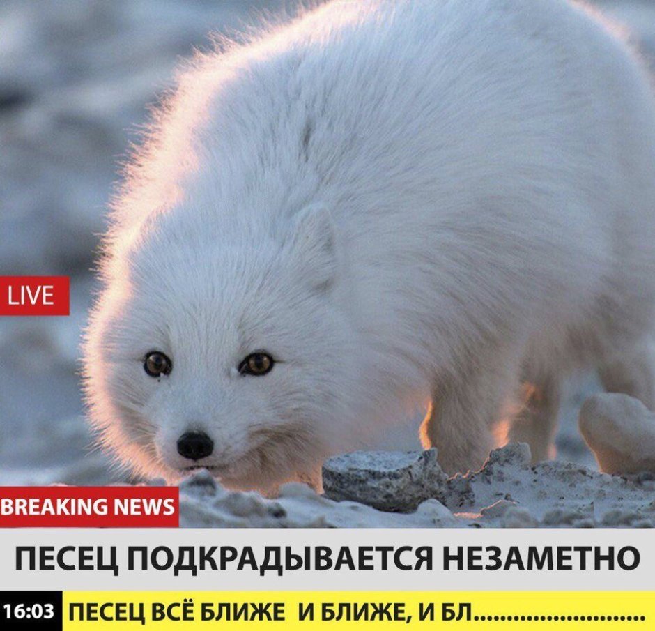 Крадущийся песец
