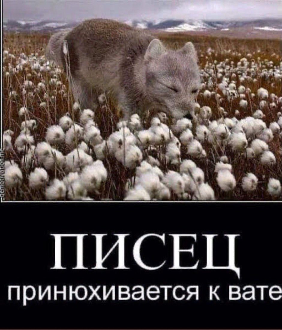 Писец приколы