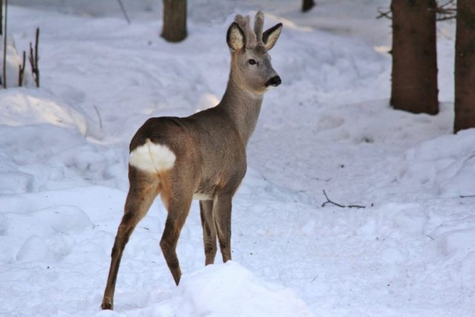 Косуля Сибирская зима