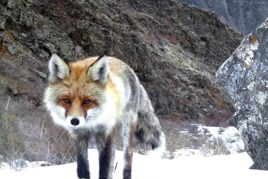 Фауна Саяно Шушенского заповедника